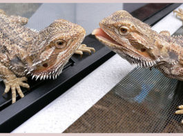 Il terrario per il drago barbuto 1463 0 Il terrario per il drago barbuto_ok